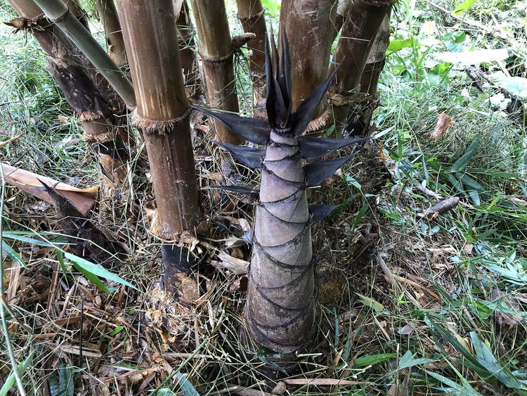 Dendrocalamus Asper Bamboo | Live Plants | Fast-Growing Giant Bamboo | Ideal for Indoor/Outdoor Green Spaces, Landscaping & Eco-Friendly Decor | Also Known As Dragon or Rough Bamboo