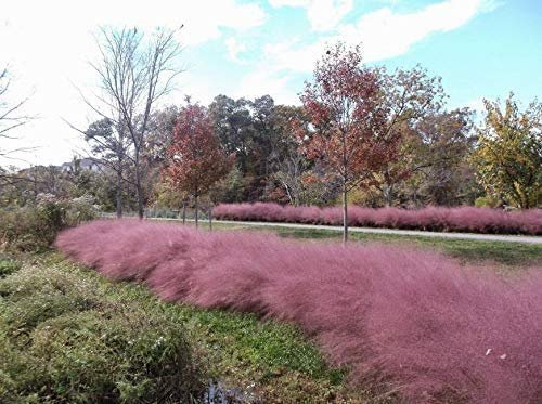 Pink Muhly Grass - Pack Seeds - Muhlenbergia Capillaris - Hairawn Muhly - Beautiful Blooming Low Maintenance Ornamental Foliage