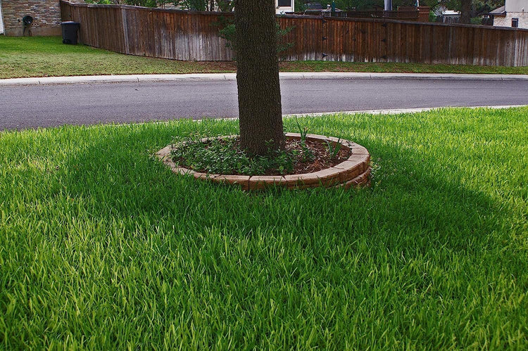 St. Augustine Floratam 3 Inch Sod Plugs - Extra Large Live Plugs - Drought, Salt and Shade Tolerant Turf Grass