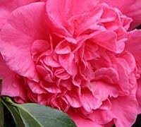 Camellia Japonica Laura Walker I Extra Large Gallon Plants I Red & White Variegated Leaf Deep Red & White Striped Blooms, Live Plant for Home & Garden