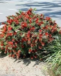 Bottlebrush 'Little John' | Extra Large 3 Gallon Plants | Callistemon citrinus | Attracts Pollinators | Drought Tolerant