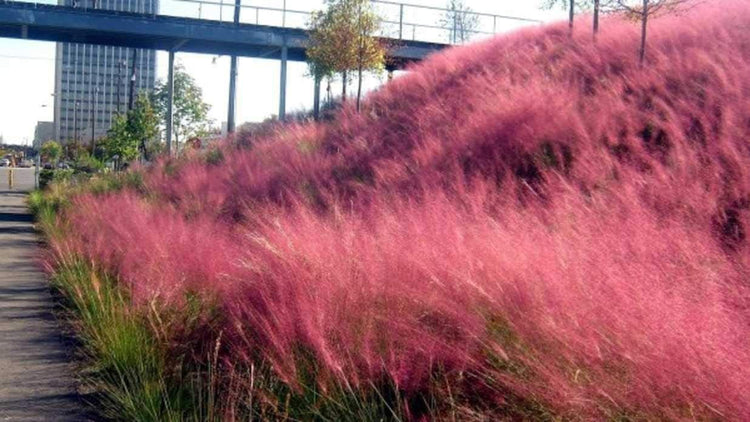 Muhly Grass | Live Quart Size Plants | Muhlenbergia capillaris | Ideal for Natural Landscaping | Easy-Care & Drought Tolerant | Beautiful Pink Plumes