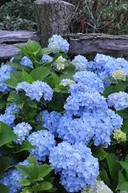 Hydrangea Nikko Blue | Extra Large Gallon Plants | Hydrangea macrophylla | Vibrant Bloom Color | Garden Favorite