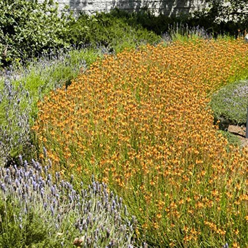 Bulbine Frutescens Hallmark Orange - Live Plants - Butterfly Attracting Flowering Groundcover