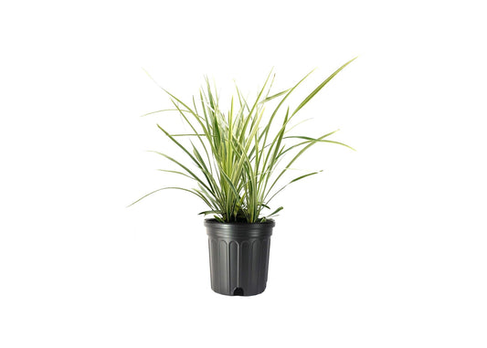 Aztec Grass - Gallon Size Plants - Live Variegated Liriope - Ophiopogon Intermedius Argenteomarginatus