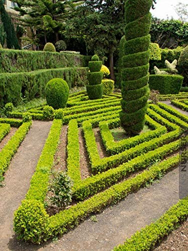 Japanese Boxwood | Live Inch Pots | Buxus Microphylla | Formal Evergreen Low Maintenance Hedge