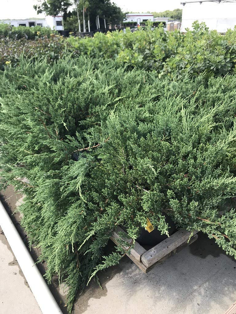 Blue Sargent Juniper - Live Plants - Juniperus Chinensis - Drought Tolerant Cold Hardy Evergreen Ground Cover