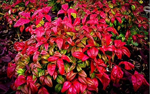 Firepower Heavenly Bamboo - Live Plants - Nandina Domestica