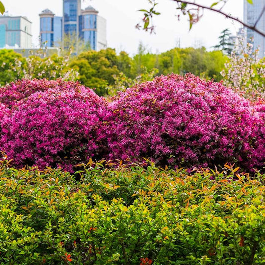 Loropetalum Ruby I Live Quart Size Plants I Chinese Fringe Flower I Vivid Red Leaves with Pink Blooms, Ideal for Hedges, Borders, and Decorative Plantings