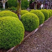 Wintergreen Boxwood | Extra Large Gallon Plants | Dense, Evergreen Shrub, Ideal for Decorative Hedges, Topiary Art & Landscape Borders, Cold Hardy & Drought Tolerant