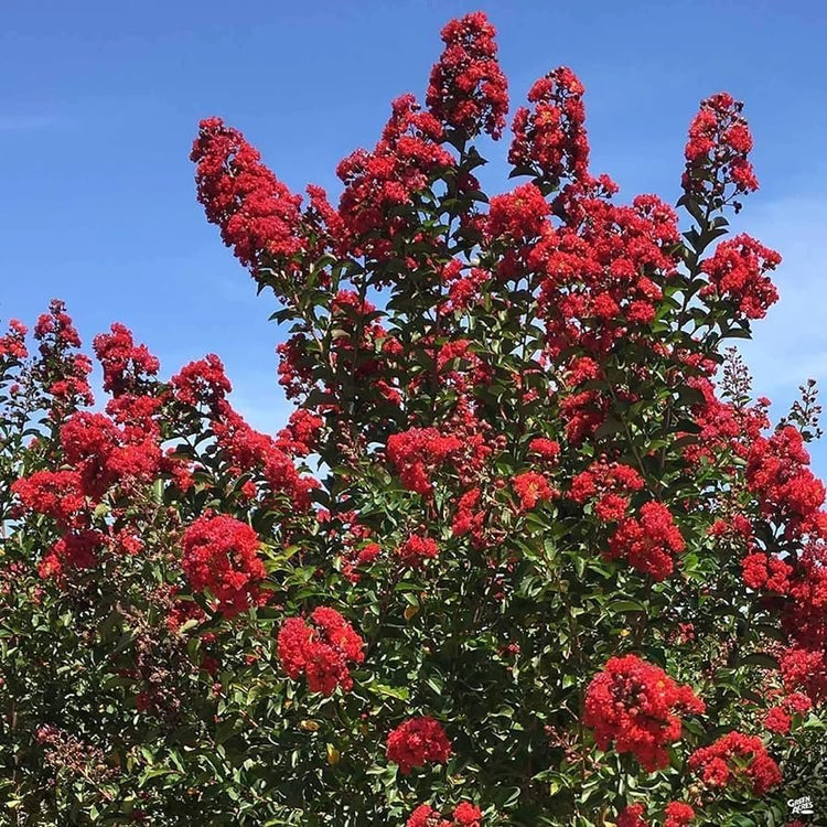 Crape Myrtle Red Rocket | Live Plants | Vivid Scarlet Blooms, Live Plant, Striking Ornamental Shrub for Vibrant Garden Displays