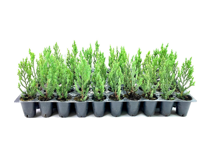 Blue Point Juniper - Live Trees - Juniperus Chinensis - Evergreen Screening Plant