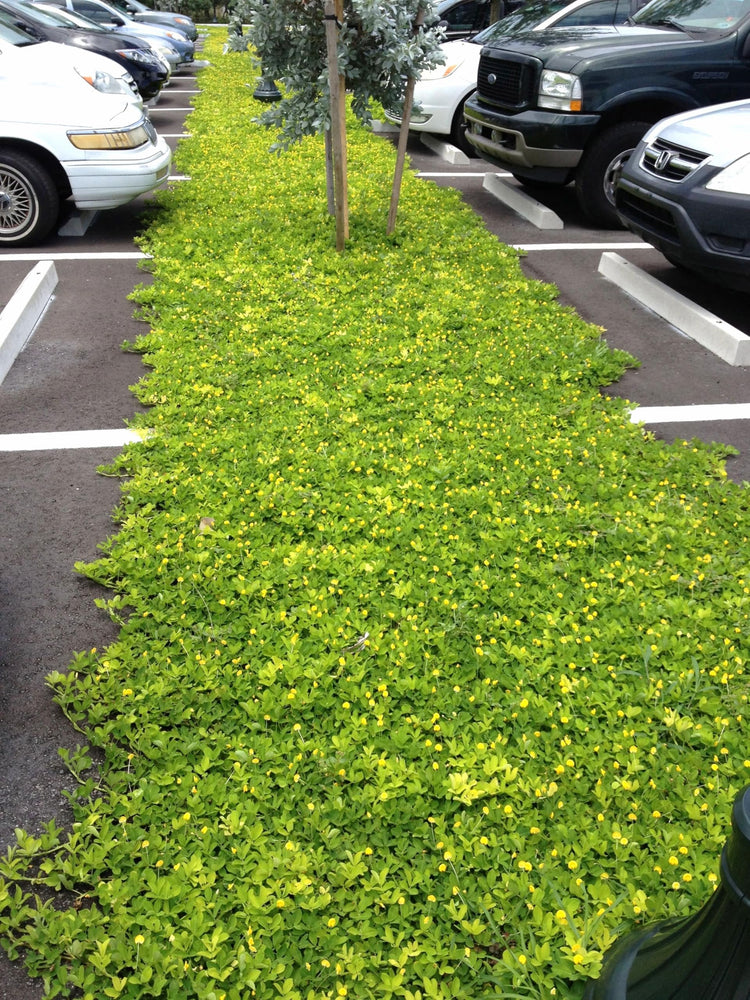 Ornamental Peanut Grass Golden Glory I Large Gallon Size Plants | Arachis Glabrata | Eco-Friendly Ground Cover with Vibrant Yellow Blooms, Drought-Tolerant