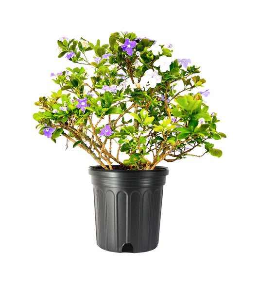 Yesterday Today Tomorrow | Extra Large Gallon Plants | Brunfelsia pauciflora | Fragrant Blooms | Full Sun to Partial Shade