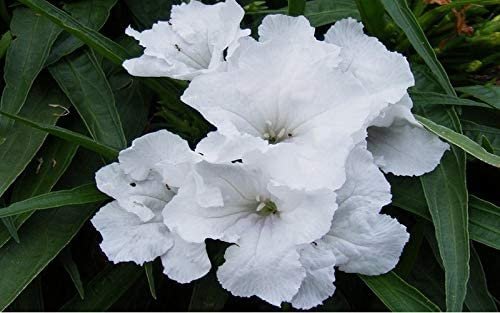 Dwarf Mexican Petunia White | Katie's Dwarf Ruellia Brittoniana | Live Plants