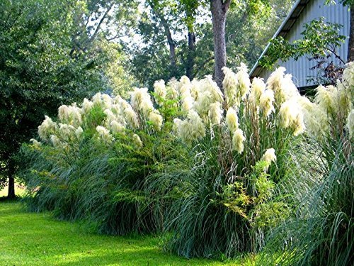 Pampas Grass Qty Live Plants Cortaderia Selloana