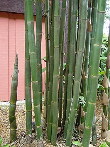 Giant Timber Bamboo | Live Plant | Bambusa Oldhamii | Beautiful Non-Invasive Clumping Bamboo Privacy Screen