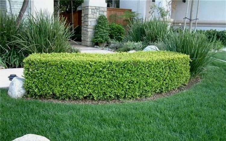 Japanese Boxwood | Extra Large Gallon Plants | Dense & Evergreen Shrub, Ideal for Elegant Hedges, Topiary, Borders, and Landscape Design, Hardy & Drought Tolerant