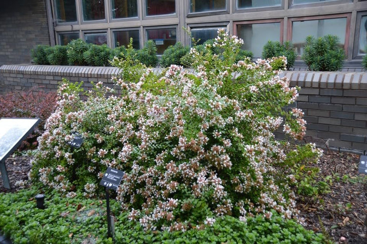 Abelia Rose Creek | Extra Large Gallon Plants | Fragrant & Flourishing Shrub, Compact, Ornamental Plant Ideal for Hedges, Borders & Landscape Accents, Low-Maintenance & Drought-Resistant