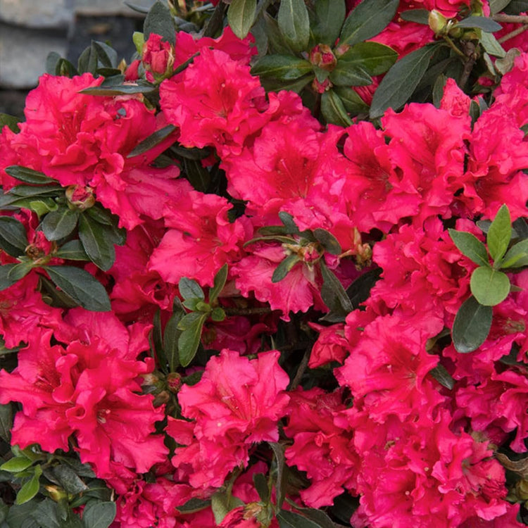 Red Formosa Azalea | Live Plants | Rhododendron Formosa Seedlings | Vibrant Spring Blooms | Ideal for Landscaping & Garden | Hardy & Easy to Grow | Perfect for Outdoor Planting