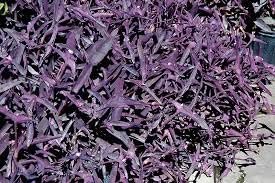 Purple Queen Tradescantia Setcresea I Live Plants I Spiderwort | Lush Magenta Foliage for Striking Garden Contrast, Ideal for Ground Cover, Borders, & Containers