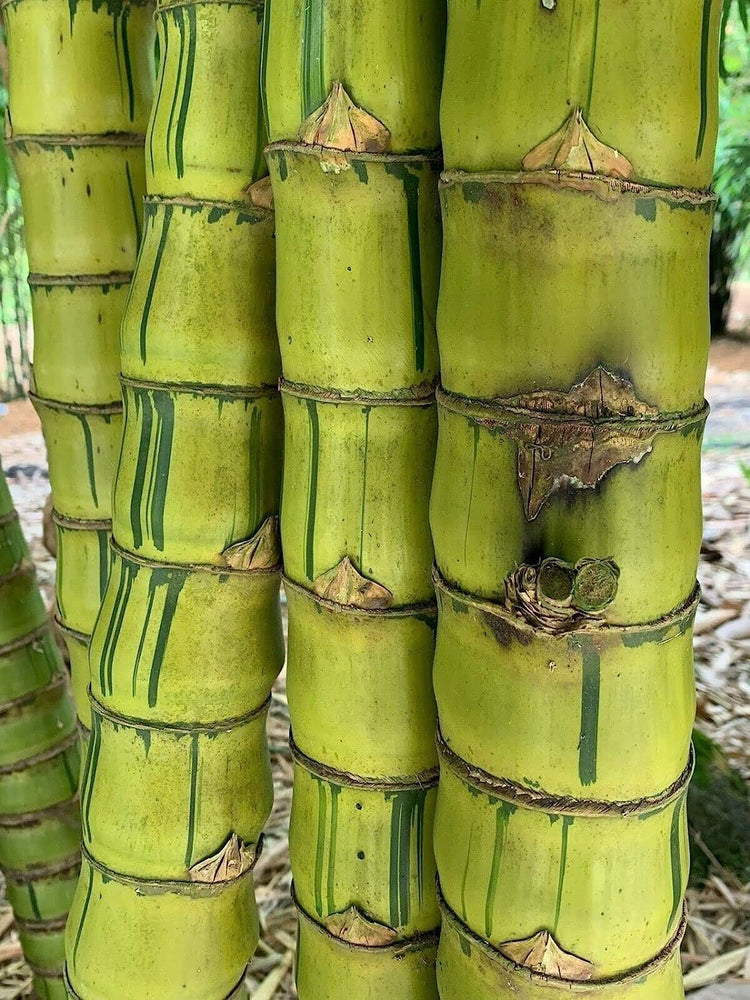 Striped Dwarf Buddha Belly Bamboo | Live Plants | Bambusa Vulgaris Wamin Striata | Rare Non-Invasive Clumping Bamboo