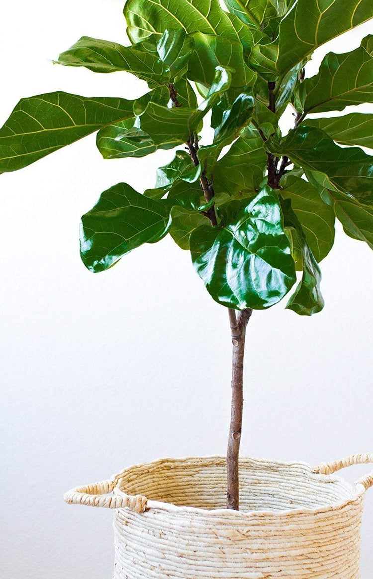 Fiddle Leaf Fig Live Tree | Extra Large Gallon Tree | Beautiful Florist Quality Trendy Indoor Houseplant | Perfect for Home and Office Decor