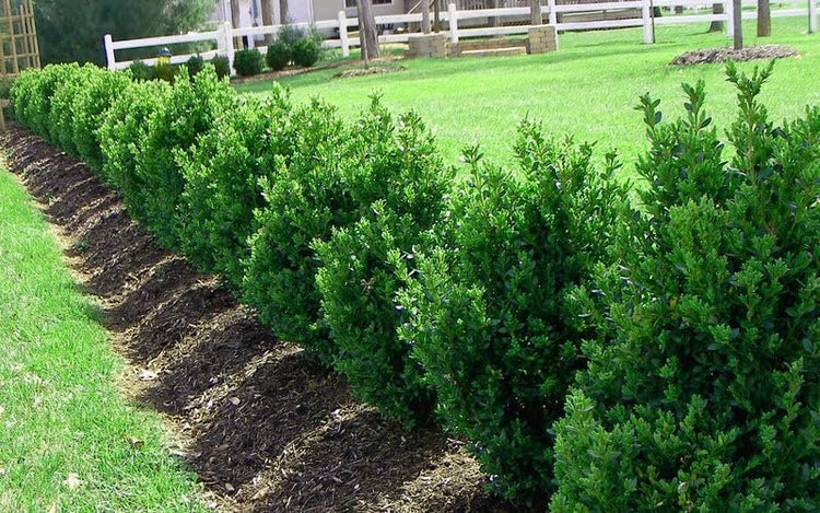 Green Mountain Boxwood | Live Gallon Size Plants | Elegant Pyramid-Shaped Evergreen, Ideal for Topiary & Landscaping, Cold-Hardy & Drought-Tolerant