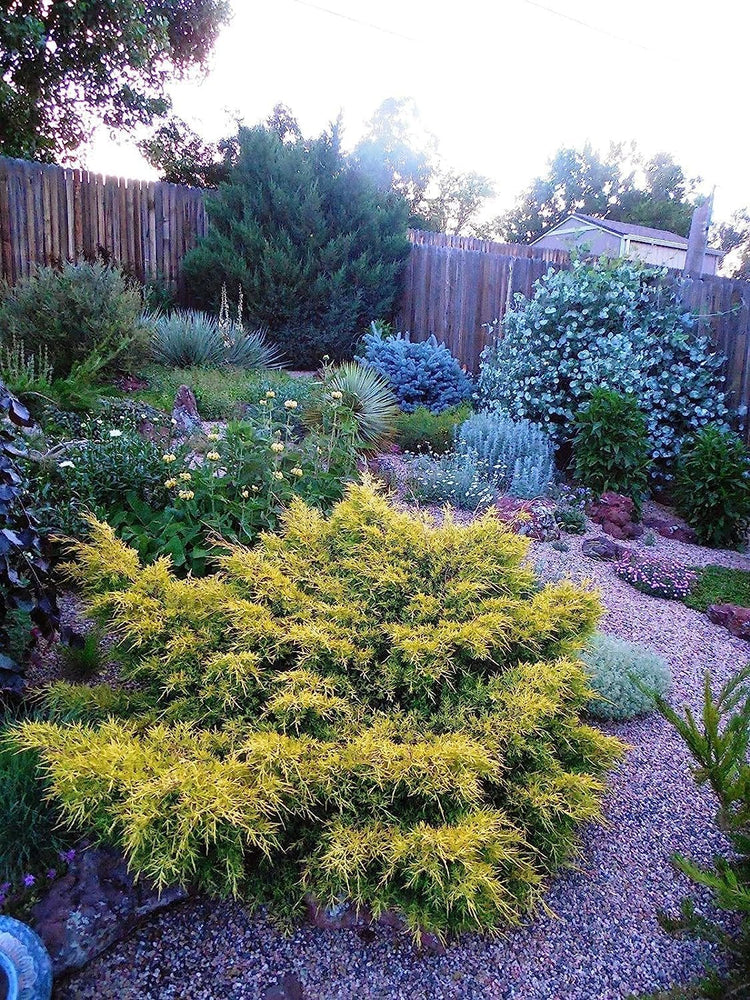 Saybrook Gold Juniper | Live Quart Size Plants | Juniperus Chinensis | Drought Tolerant Cold Hardy Evergreen Groundcover