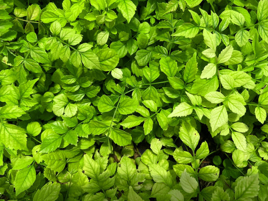 Florida Foliage Cape Honeysuckle | Live Plants | Tecomaria Capensis | Birds & Butterfly Attracting Versatile Shrub