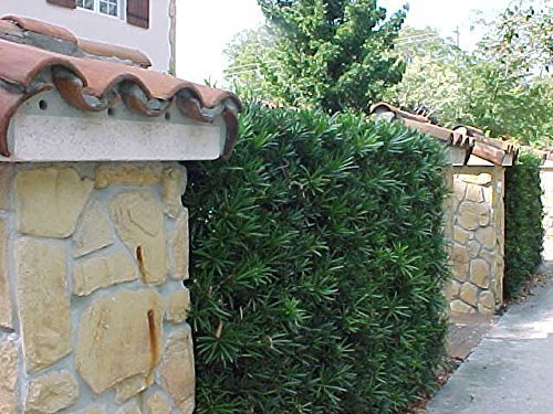 Podocarpus Macrophyllus - Live Plants - 4" Pots Japanese Yew Live Plants Evergreen Privacy Hedge