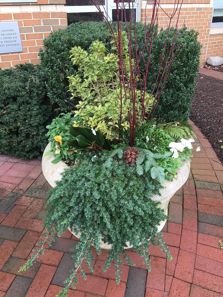 Blue Pacific Shore Juniper | Live Gallon Size Plants | Juniperus Conferta | Evergreen Cold Hardy Drought Tolerant Groundcover