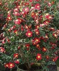 Camellia Sasanqua Yuletide I Extra Large Gallon Plants I Red Flowering Bright Red Winter Blooms, Live Plant for Indoor & Outdoor Gardens