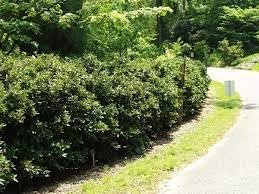 Green Carissa Holly Ilex | Extra Large Gallon Plant | Ilex cornuta 'Carissa' | Hardy Evergreen Shrub | Fast-Growing Garden Accent