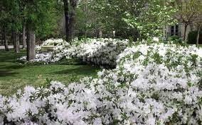 Azalea GG Gerbing | Extra Large Gallon Plants | Lush & Radiant White Blooms, Premium Quality, Hardy & Versatile, Ideal for Indoor/Outdoor Planting & Decor