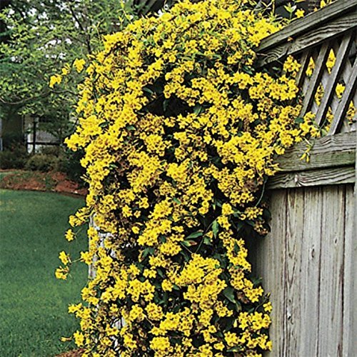 Carolina Jasmine - Live Plants - Gelsemium Sempervirens Jessamine - Beautiful Fragrant Blooming Vine