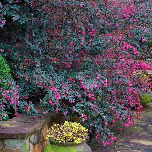 Loropetalum Carolina Midnight | Extra Large 3 Gallon Plant | Botanical Name: Loropetalum Chinense | Low Maintenance | Fast Growing