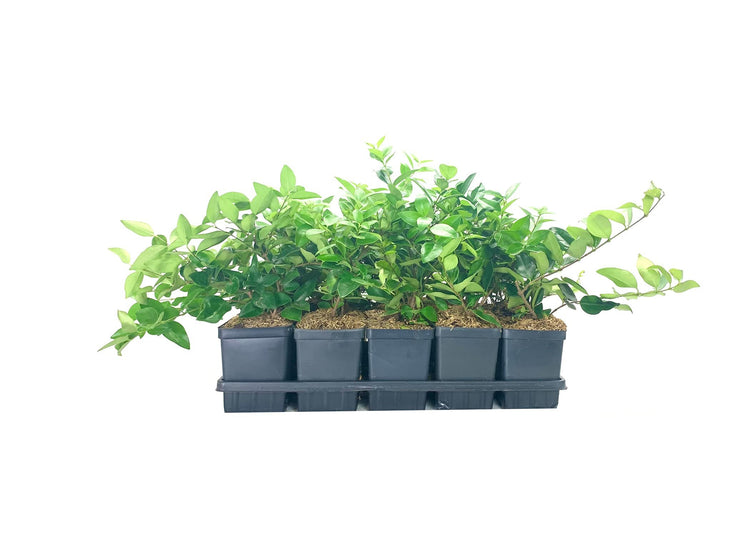 Ligustrum Waxleaf Privet - Live Quart Size Plants - Blooming Evergreen Privacy Hedge