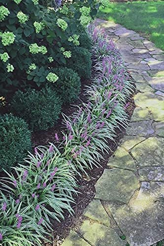 Variegated Liriope Muscari Silvery Sunproof - Large Quart Size Plants - Live Blooming Evergreen Groundcover