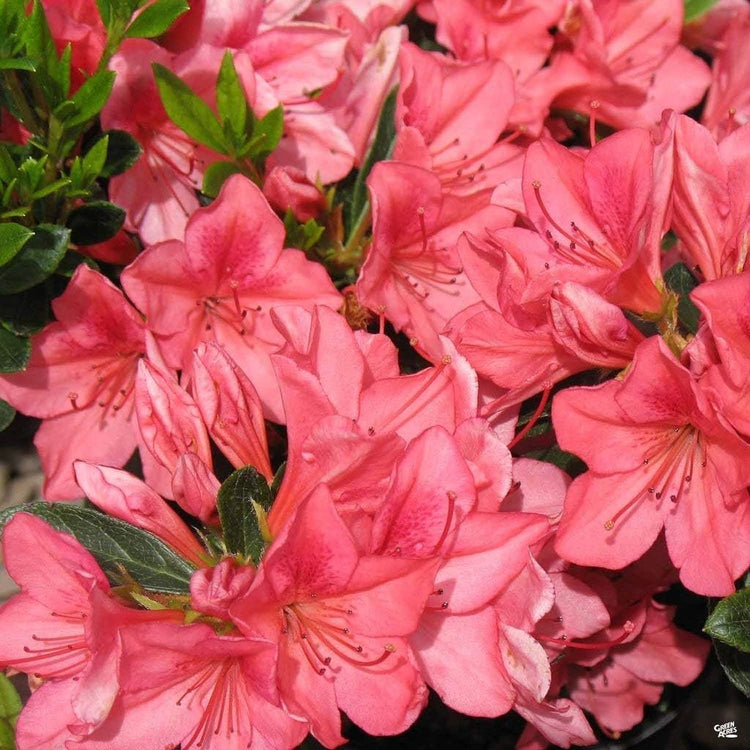 Azalea Duc De Rohan Plants | Live Seedlings | Rhododendron Duc De Rohan | Perfect for Colorful Hardy Gardens | Vibrant Salmon-Pink Colored Blooms