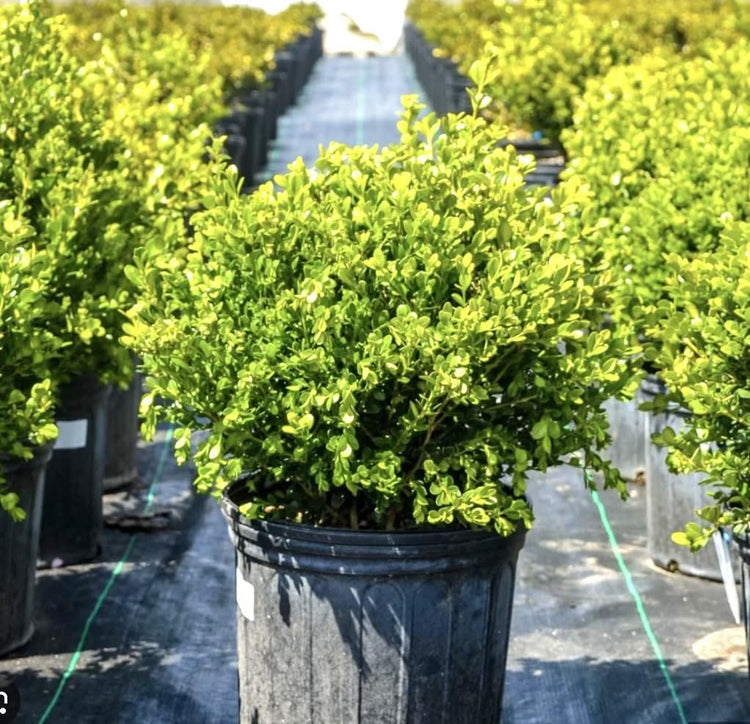 Wintergreen Boxwood | Large Gallon Plants | Dense Evergreen Foliage, Cold-Hardy & Ideal for Year-Round Landscaping, Elegant Border & Hedge Plant, Live Shrub