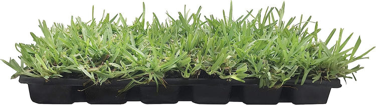 St. Augustine Floratam 3 Inch Sod Plugs - Extra Large Live Plugs - Drought, Salt and Shade Tolerant Turf Grass