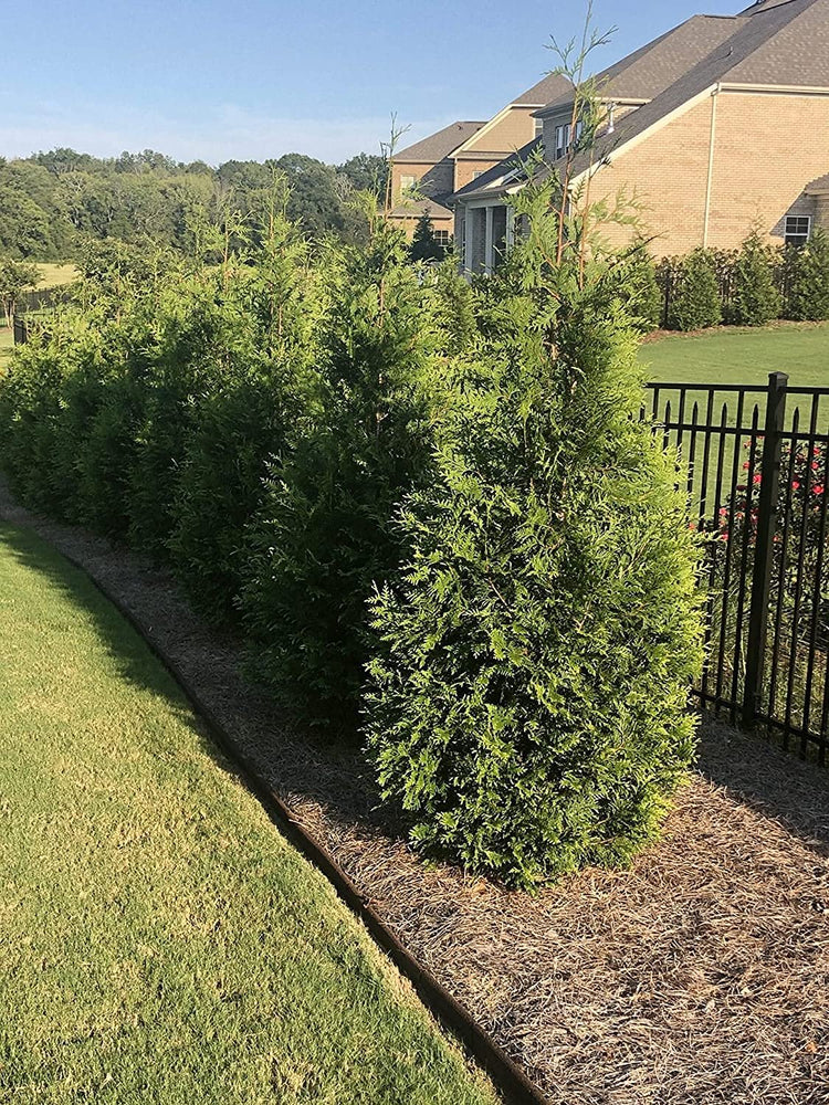 Green Giant Arborvitae | Large Gallon Trees | Thuja Plicata | Live Evergreen Privacy Screening Plants