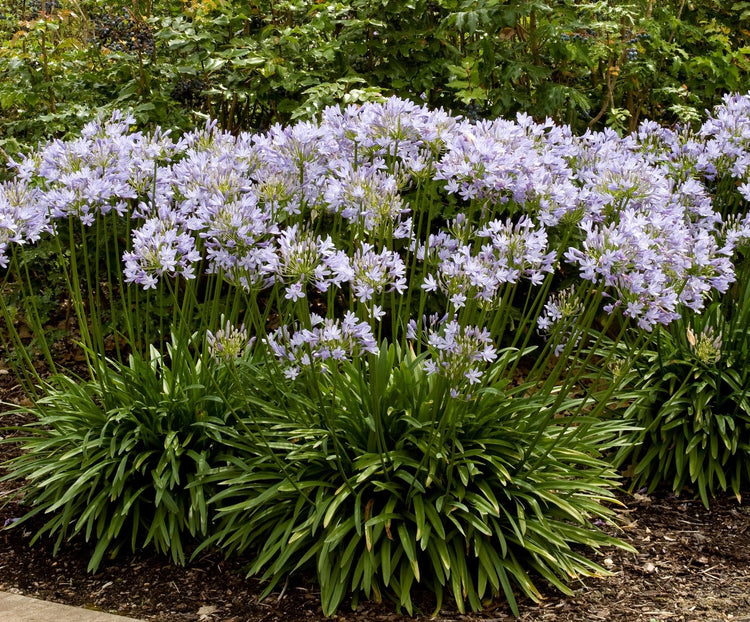 Stunning Agapanthus Africanus 'Lily of The Nile' | Live 2" Plants | Vibrant Blue Blooms | Perfect for Borders | Easy to Grow