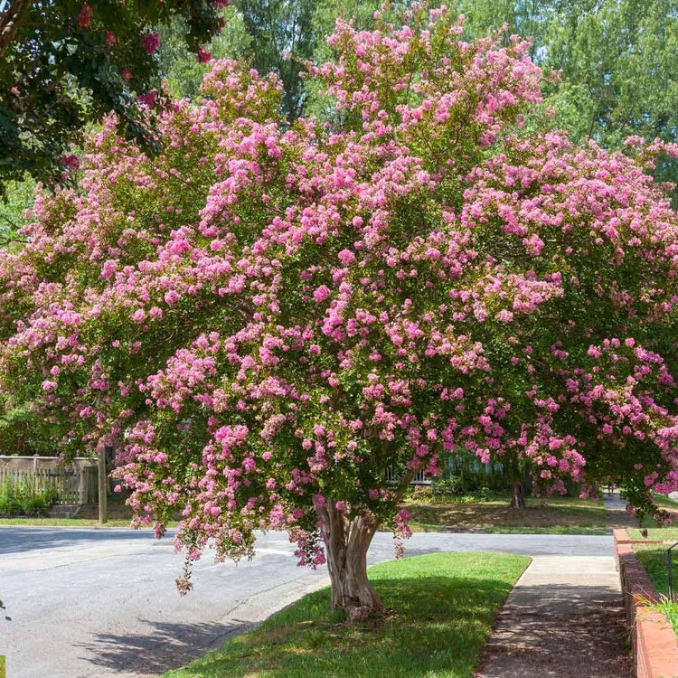 Crape Myrtle Sioux | Live Plants | Vibrant Hot Pink Blooms, Live Plant, Show-Stopping Ornamental Shrub for Stunning Garden Displays