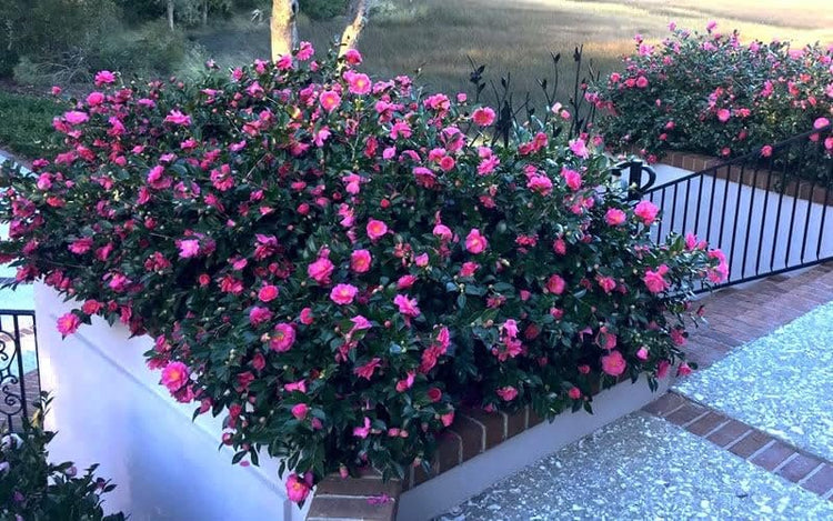 Camellia Sasanqua Shi-Shi I Extra Large Gallon Plants | Pink Flowering Live Plant for Outdoor & Indoor Gardens, Compact Elegant Flowering Shrub for Vibrant Landscaping