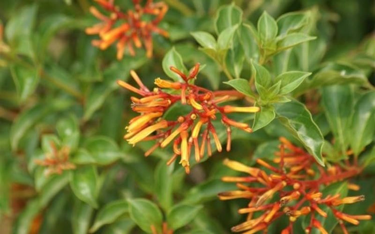 Firebush Dwarf I Live Plants I Hamelia Patens Compactal Vibrant Red-Orange Blooms, Low-Maintenance, Heat-Tolerant, Perfect for Small Gardens and Containers