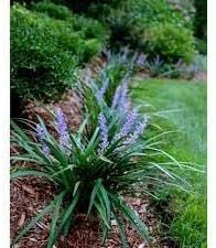 Super Blue Liriope Plants | Live 4 Inch Pots | Liriope Muscari | Ground Cover | Full Sun or Shade Tolerant