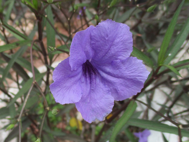 Mexican Petunia - Live Plants - Ruellia Tweediana 'Purple Showers'