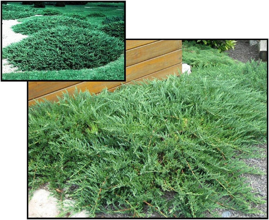 Green Sargent Juniper | Extra Large Gallon Plants | Fast-Growing Evergreen for Landscaping, Privacy Screen, and Garden Borders - Hardy & Low-Maintenance